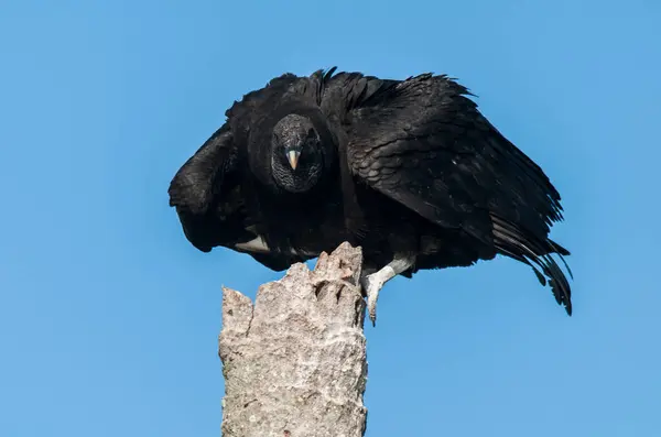 Stock image Black Vulture perched ,Coragyps atratus, La Pampa Province, Patagonia, Argentina.