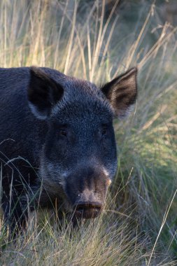 Pampas 'ta yabandomuzu otlağı, La Pampa ili, Patagonya, Arjantin.