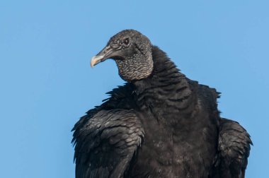 Kara Akbaba tünemiş, Coragyps atratus, La Pampa Eyaleti, Patagonya, Arjantin.