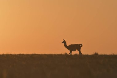 Gün batımında Guanacos, Lihue Calel Ulusal Parkı, La Pampa, Arjantin