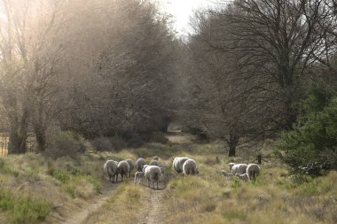 Flock of sheep in rural environment,Patagonia,Argentina clipart