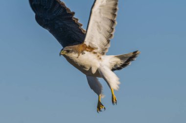 Red backed Hawk, Variable Hawk Buteo polyosoma,Peninsula Valdes ,Chubut, Patagonia Argentina. clipart