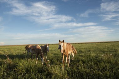 Gün batımında at silueti, kırsal bölgede, La Pampa, Arjantin.