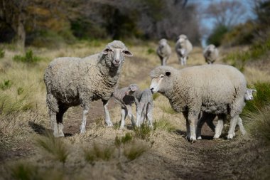 Mother and baby sheep in rural environment,Patagonia,Argentina. clipart