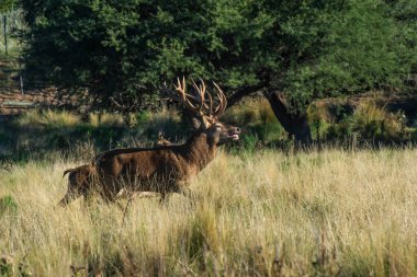 Red deer, Male in Calden Forest environment, La Pampa Province,  Parque Luro, Nature Reserve, Argentina. clipart