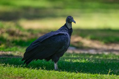 Kara Akbaba tünemiş, Coragyps atratus, La Pampa Eyaleti, Patagonya, Arjantin.