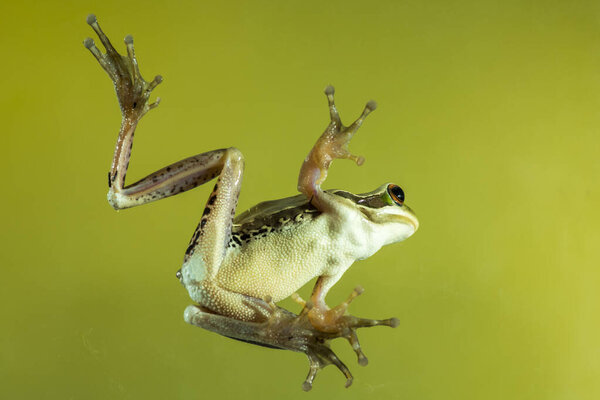 Montevideo Treefrog, Hyla Pulchela, La Pampa, Patagonia, Аргентина.