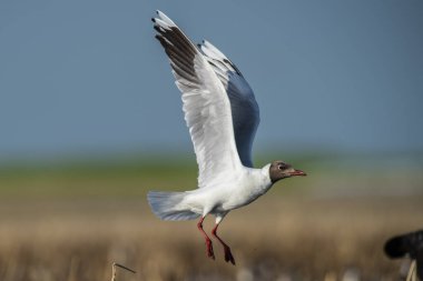 Kahverengi başlıklı martı, La Pampa Eyaleti Patagonya, Arjantin