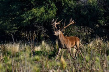 Kızıl geyik, Calden Ormanı Erkek Ormanı, La Pampa Eyaleti, Parque Luro, Doğa Rezervi, Arjantin.
