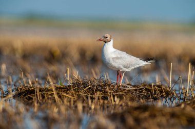 Brown hooded gull, La Pampa Province Patagonia, Argentina clipart