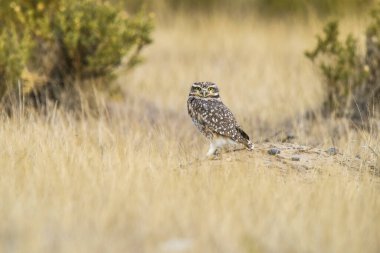 Burrowing Owl perched, La Pampa Province, Patagonia, Argentina. clipart