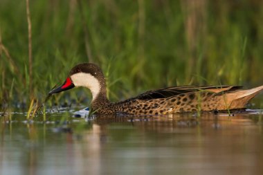 Beyaz yanaklı Pintail, Anas bahamensis, La Pampa, Patagonya, Arjantin.