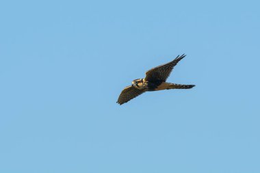 Aplomado Falcon, Falco femoralis, La Pampa, Patagonya, Arjantin