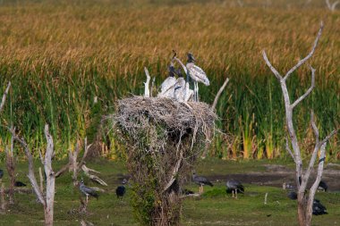 Jabiru Stork in flight, in wetland environment, La Estrella Marsh, Formosa Province, Argentina. clipart