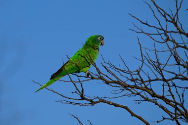 Blue Crown Parakeet, La Pampa Eyaleti, Patagonya, Arjantin