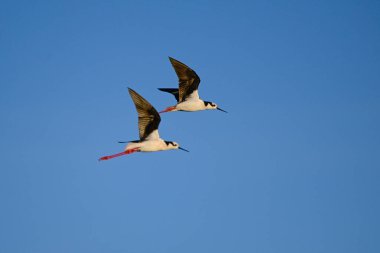 Güney Stilt, Himantopus melanurus uçuyor, La Pampa Eyaleti, Patagonya, Arjantin