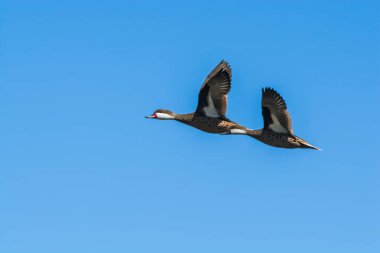 White cheeked Pintail, Anas bahamensis, La Pampa, Patagonia , Argentina. clipart