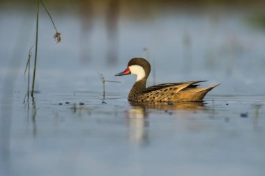 Beyaz yanaklı Pintail, Anas bahamensis, La Pampa, Patagonya, Arjantin.