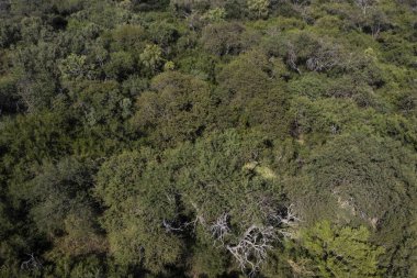 İspanya 'da yeşil bir orman manzarası