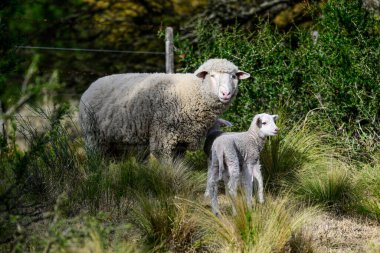 Mother and baby sheep in rural environment,Patagonia,Argentina. clipart