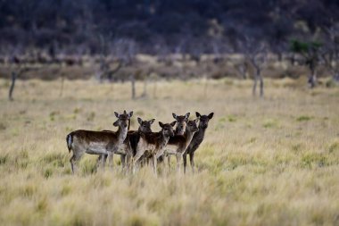 Common Fallow Deer, in Calden Forest environment, La Pampa Province,  Patagonia, Argentina. clipart