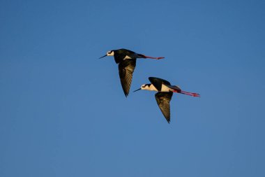 Southern Stilt, Himantopus melanurus in flight, La Pampa Province, Patagonia, Argentina clipart