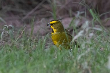 Sarı Kardinal, Gubernatrix Cristata, La Pampa, Arjantin 'de nesli tükenmekte olan türler