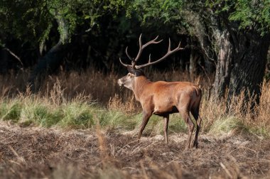 Red deer, Male roaring in Calden Forest environment, La Pampa Province,  Parque Luro, Nature Reserve, Argentina. clipart