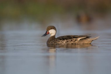 Beyaz yanaklı Pintail, Anas bahamensis, La Pampa, Patagonya, Arjantin.