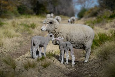 Flock of sheep in rural environment,Patagonia,Argentina clipart