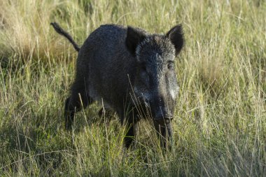 Pampas 'ta yabandomuzu otlağı, La Pampa ili, Patagonya, Arjantin.