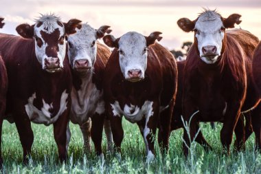 Arjantin kırsalında sığır çobanı, La Pampa Eyaleti, Patagonya, Arjantin.