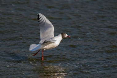 Brown hooded gull, La Pampa Province Patagonia, Argentina clipart