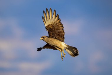 Caracara chimango in flight , La Pampa province, Patagonia , Argentina clipart