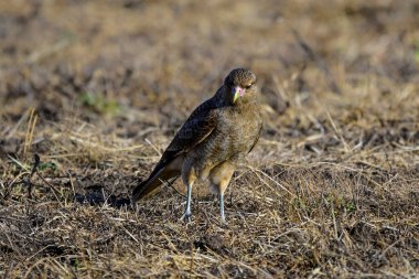 Caracara chimango portrait , La Pampa province, Patagonia , Argentina clipart