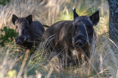 Pampas 'ta yabandomuzu otlağı, La Pampa ili, Patagonya, Arjantin.