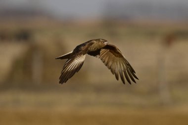 Caracara chimango in flight , La Pampa province, Patagonia , Argentina clipart