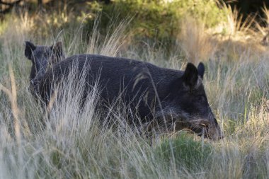 Pampas 'ta yabandomuzu otlağı, La Pampa ili, Patagonya, Arjantin.