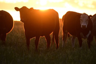 Günbatımında sığır sürüsü, Arjantin kırsal kesimi, La Pampa Eyaleti, Patagonya, Arjantin.