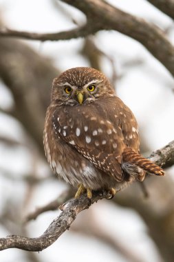 Calden Ormanı 'nda Ferruginous Pigme baykuşu, La Pampa Eyaleti, Patagonya, Arjantin. (Glaucidium brasilianum)