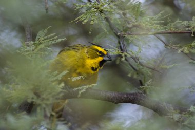 Sarı Kardinal, Gubernatrix Cristata, La Pampa, Arjantin 'de nesli tükenmekte olan türler