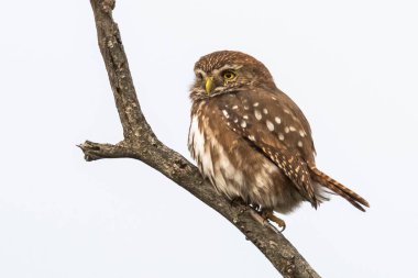 Ferruginous Pygme baykuşu, Glaucidium brasilianum, Calden Ormanı, La Pampa Eyaleti, Patagonya, Arjantin.
