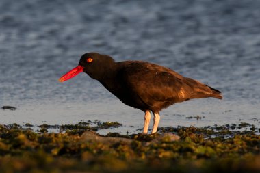 Siyah istiridye avcısı, Haematopus ater, Puerto Deseado Doğa Koruma Alanı, Santa Cruz Eyaleti, Patagonya, Arjantin.