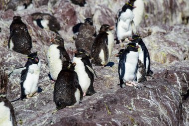 Rockhopper Penguin in Penguin Island,Puerto Deseado, Santa Cruz Province, Patagonia Argentina clipart