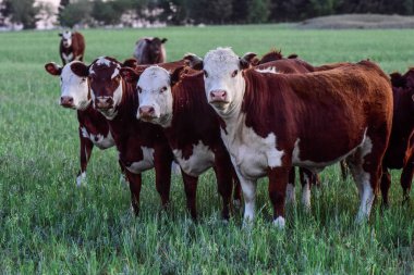 Cattle Herd in the Argentine countryside, La Pampa Province, Patagonia, Argentina. clipart