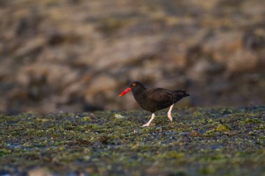 Siyah istiridye avcısı, Haematopus ater, Puerto Deseado Doğa Koruma Alanı, Santa Cruz Eyaleti, Patagonya, Arjantin.