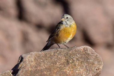 Grey hooded sierra finch, Phrygilus gayi, Santa Cruz Province, Patagonia, Argentina. clipart