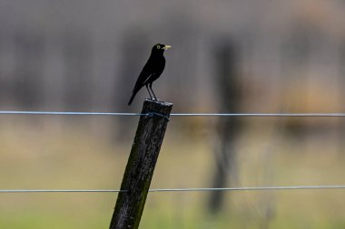 Pampas 'taki Gözlüklü Zorba Bataklık, La Pampa Eyaleti, Patagonya, Arjantin.