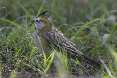 Yelow Cardinal, Gubernatrix cristata, Endangered species in La Pampa, Argentina clipart