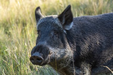 Pampas 'ta yabandomuzu otlağı, La Pampa ili, Patagonya, Arjantin.